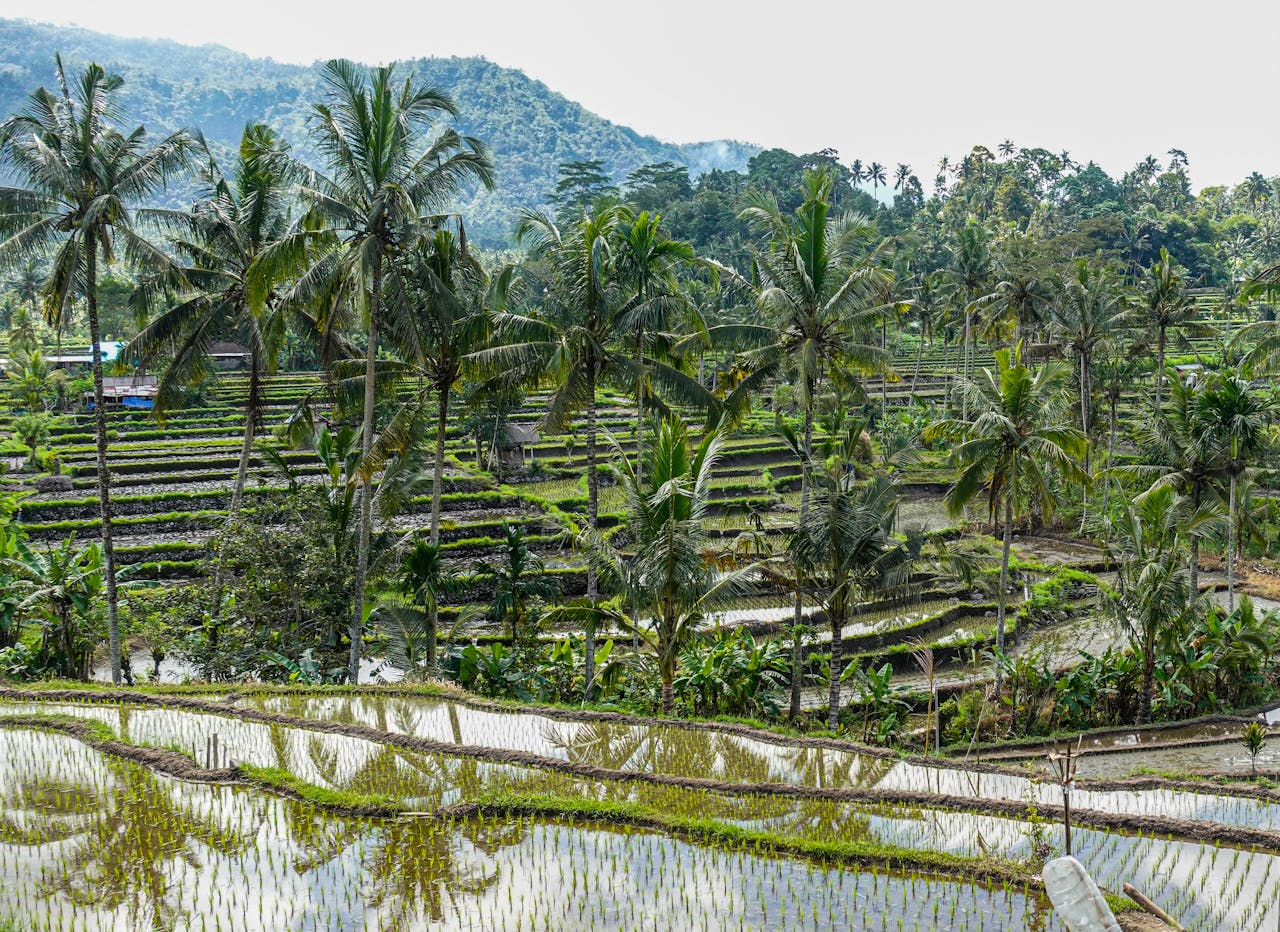 Lush green rice terraces in Bali, Indonesia, showcasing natural beauty and agrarian culture.