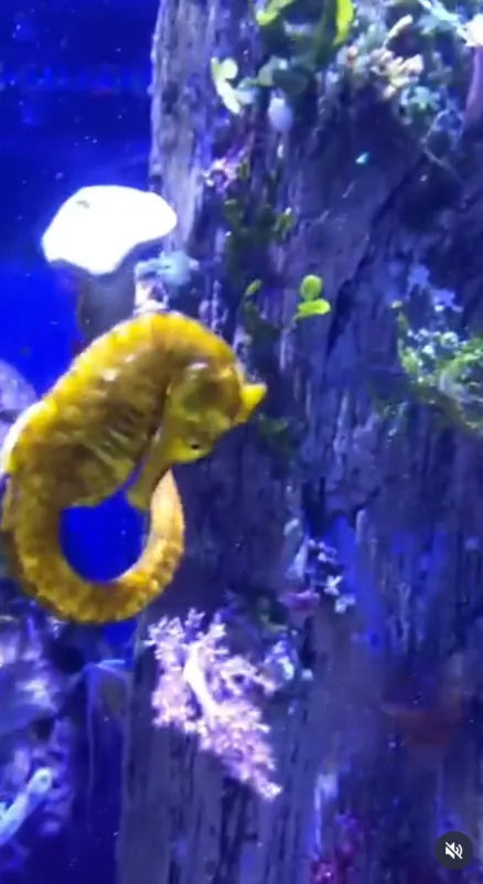 trip down bali oceanlife